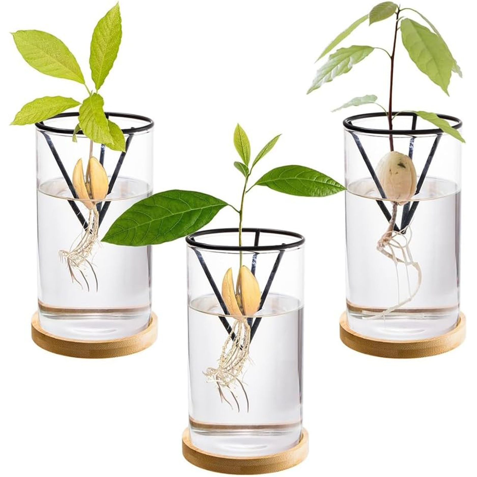 Crystal Growing Kit - 1 セットアボカドの木成長キット水耕ガラスアボカド種子花瓶三角ブラケットと竹ベース発芽植木鉢
